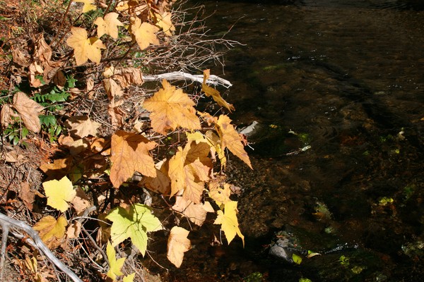 Crisp and Clear
