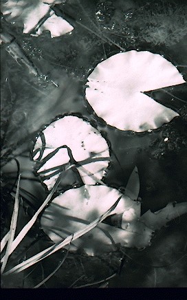 Lilypads