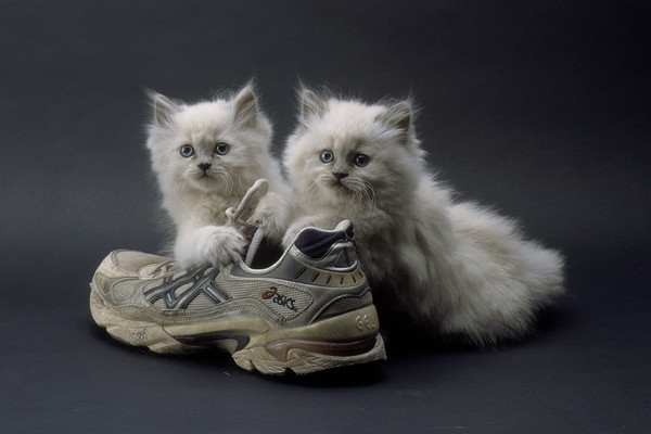 What Shoe?