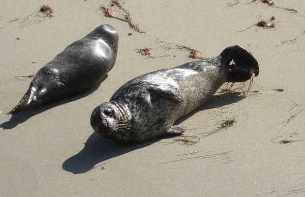 Seals