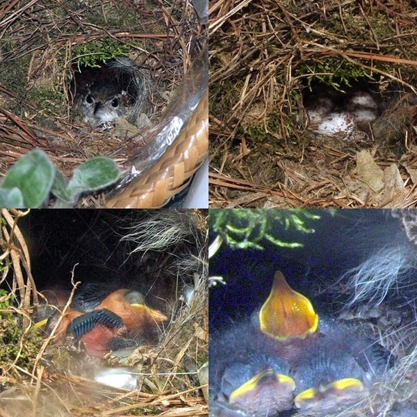 collage of new life