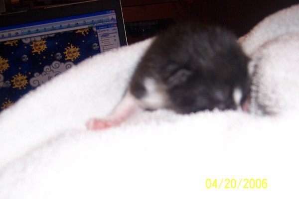 A Newborn Kitten