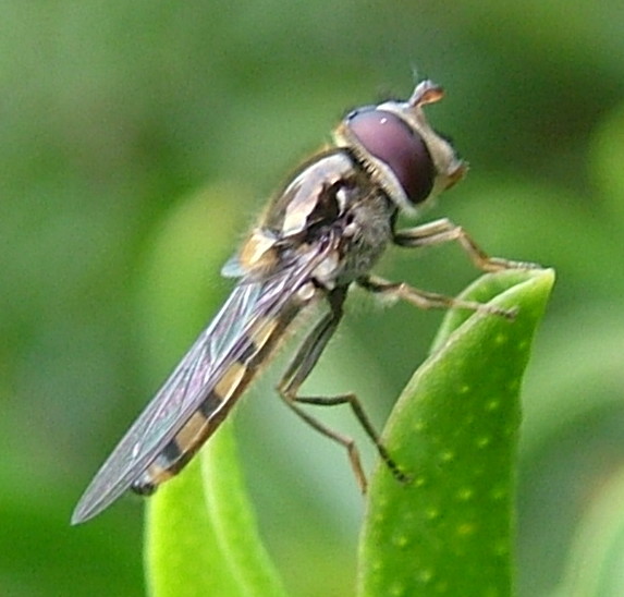 Still Bee