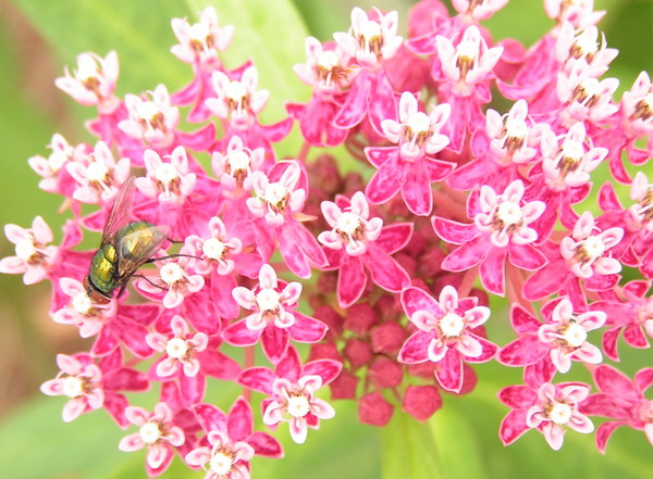 Pentas with Bluebottle