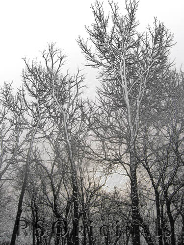February Trees