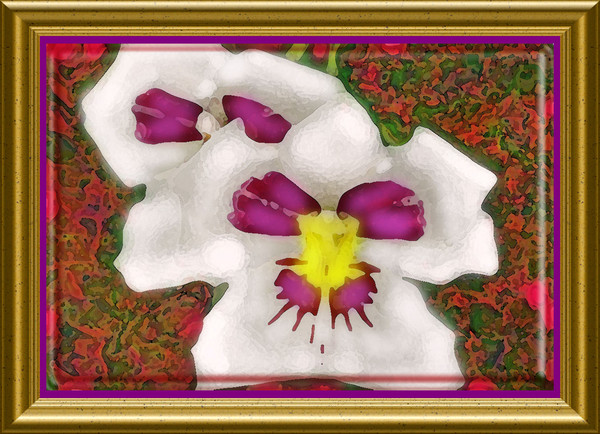 PANSY MASQUERADING AS ORCHID