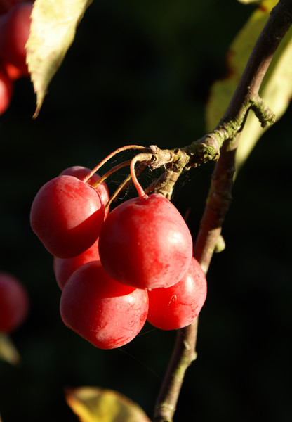 little apples