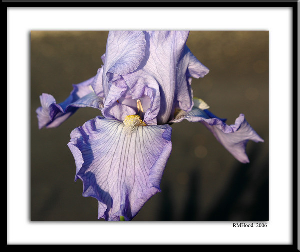 Flower at sunset 2