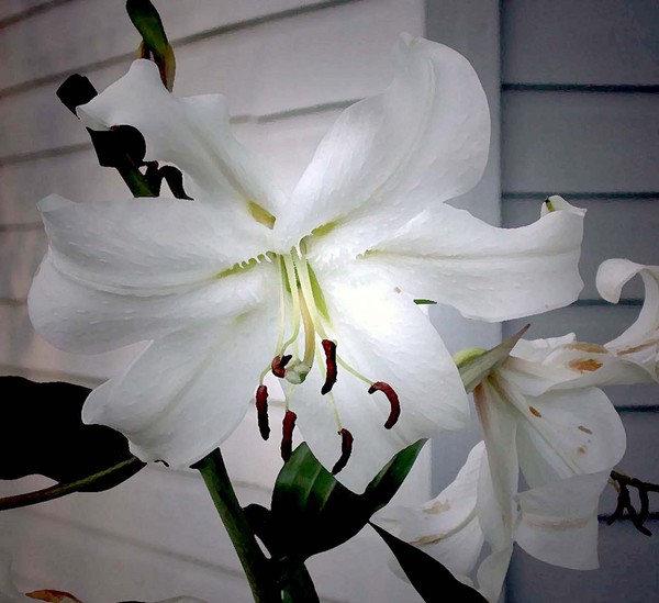 White Lily