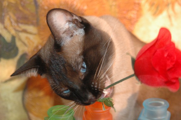 Amore