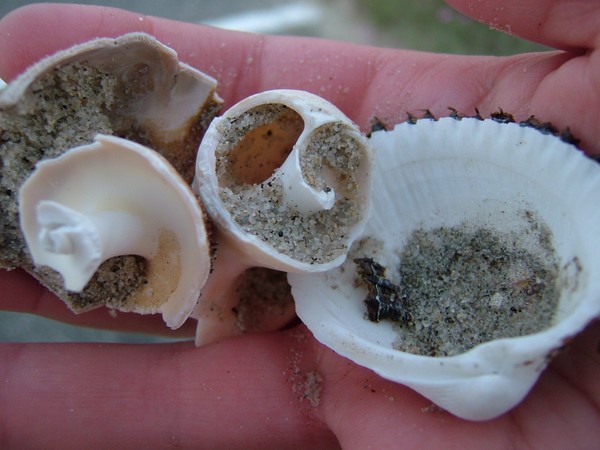 Alabaster fossils