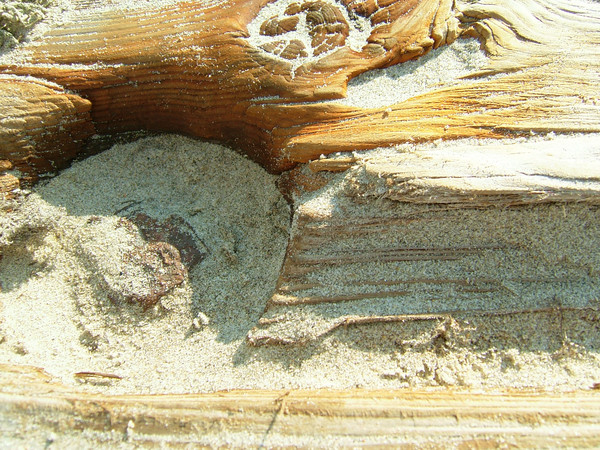Drift wood