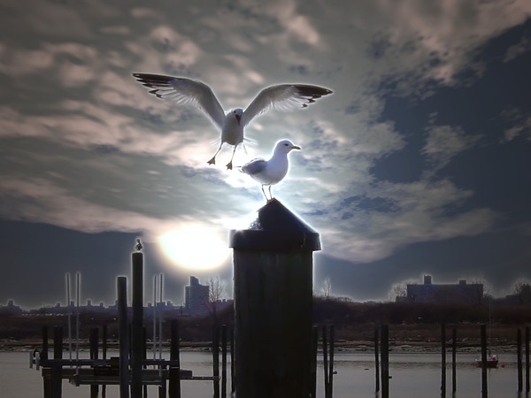 Birds In Love