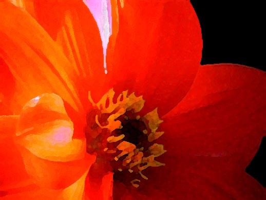 Ode to a Dahlia