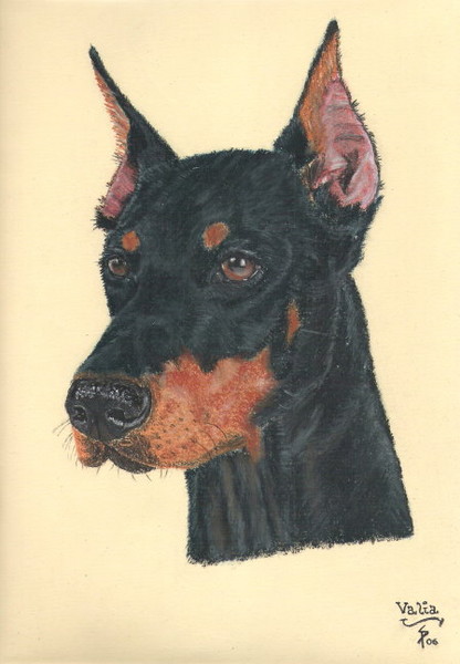 Doberman
