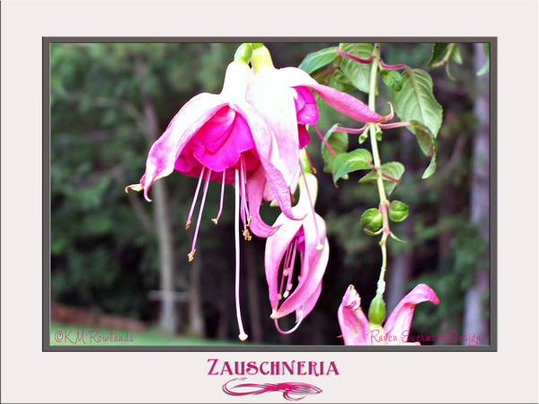 Hardy Fuschia