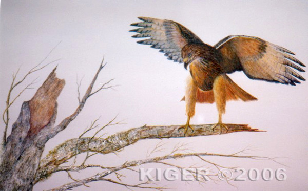 Red Tail Hawk