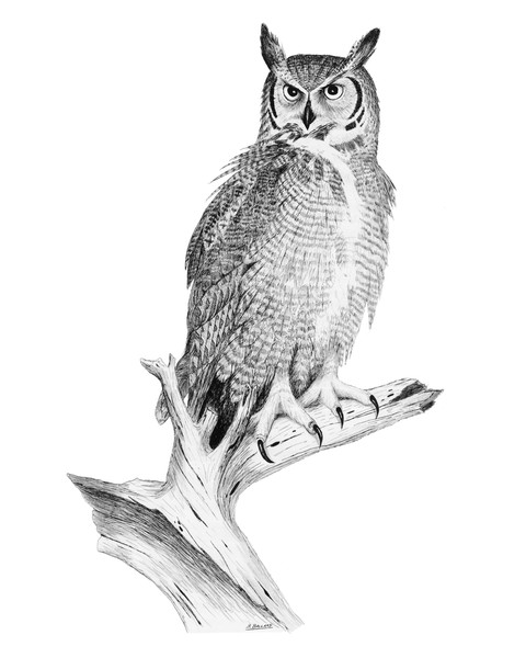 Great Horned Owl