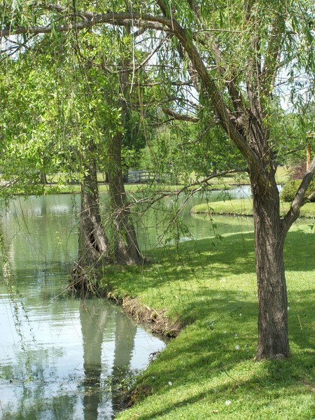 Peace at the pond