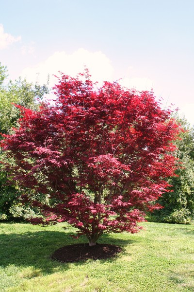 Red Tree