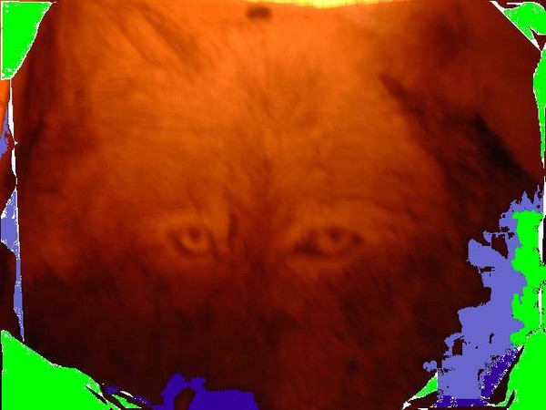 Red Wolf