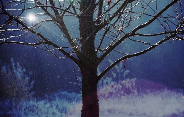 Morning Dew