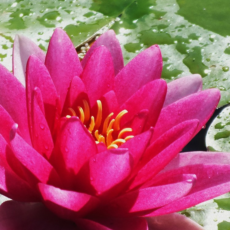Water lily 