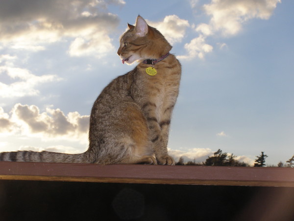 Cat Profile
