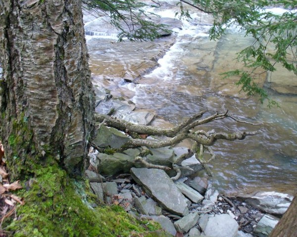 Taughannock Roots