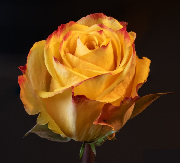 Yellow rose