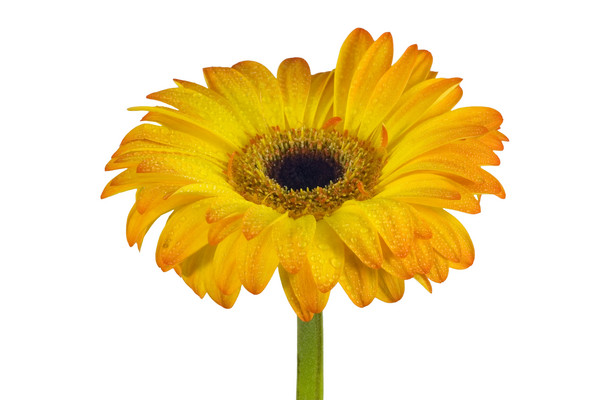 Yellow Gerbera 1
