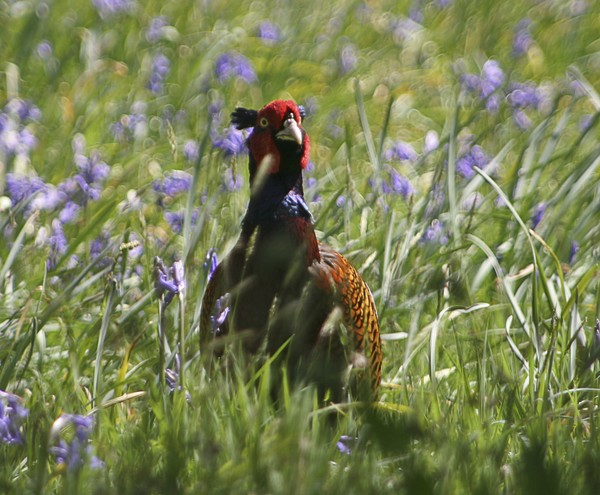 Male_Pheasant_1