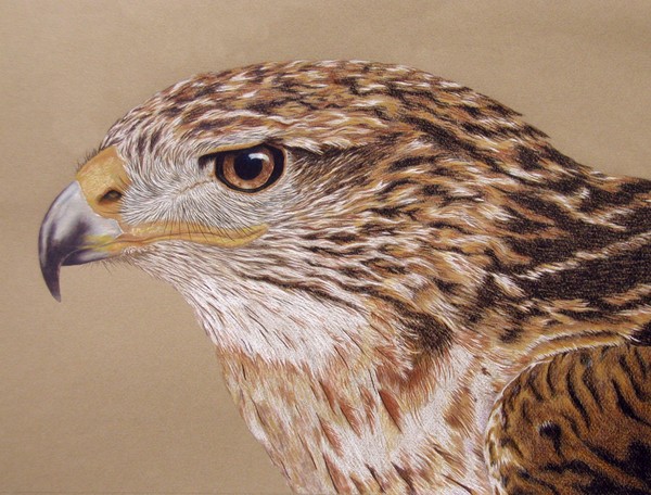 Ferruginous Hawk