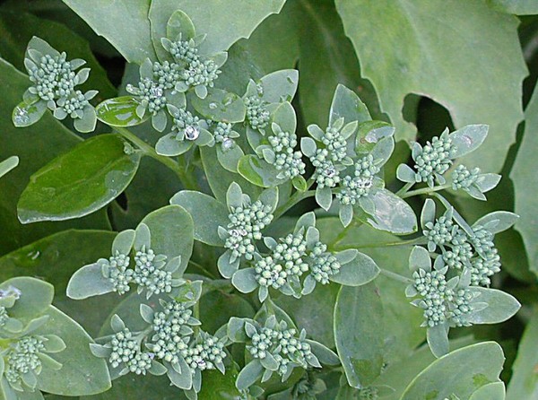 Dragon Flower