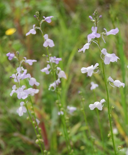LAVENDAR WILDFLOWERS - 2790