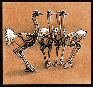 ostrich herd