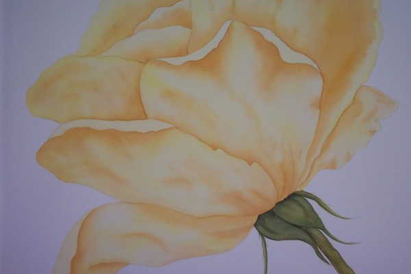 Yellow Rose