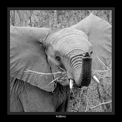 Indlovu - Elephant