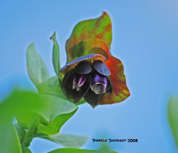 Blue HoneyWort