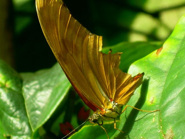 A Butterfly For Ann