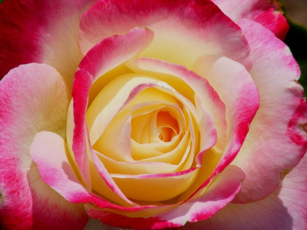Rose