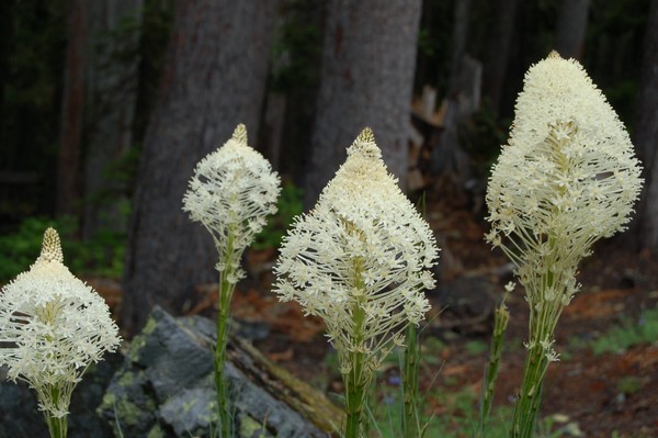 Bear Grass in Bloom