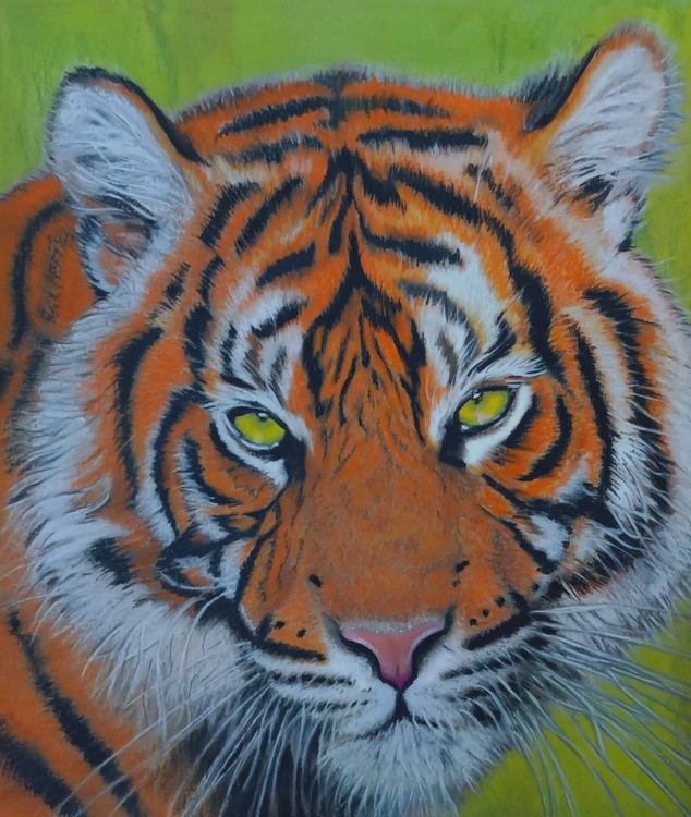 TIGER 2 MANDY THOMAS