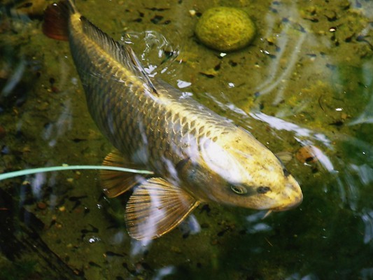Classic Koi