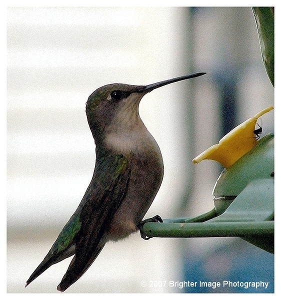 HummingBird At Rest