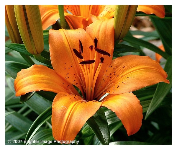 Tiger Lilly