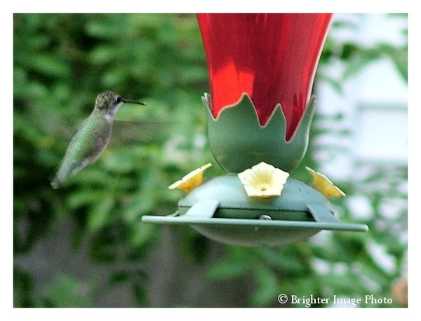 HummingBird in flight