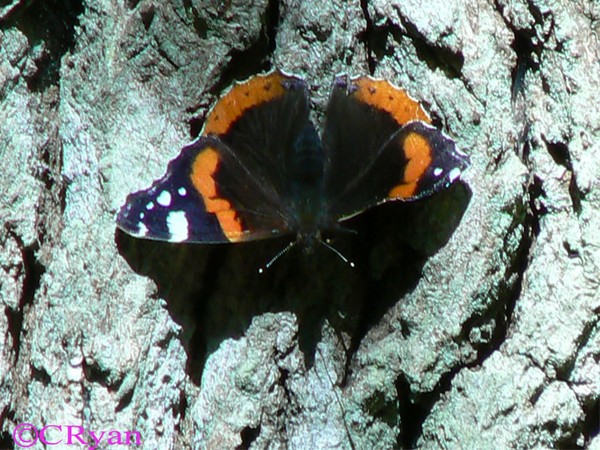 butterfly