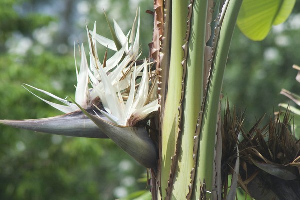 Bird Of Paradise of the Island