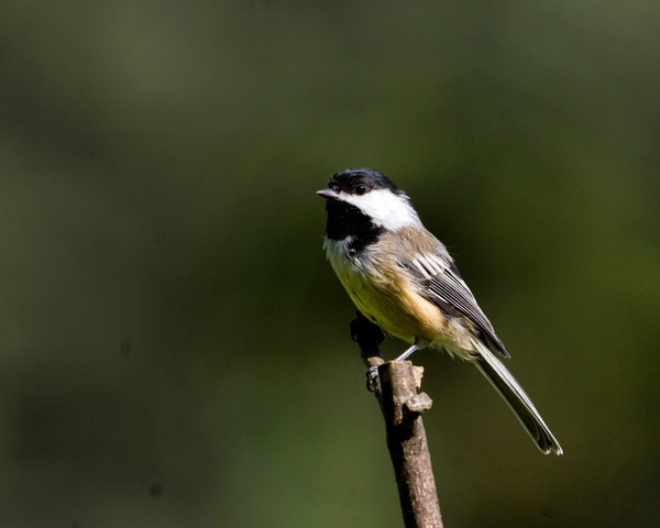 Black-capped Chicadee